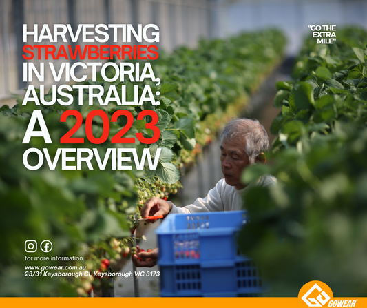 Harvesting Strawberries in Victoria, Australia: A 2023 Overview